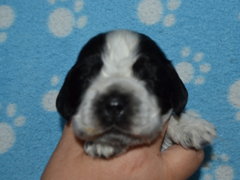 4.pejsek-hnědá st..JPG